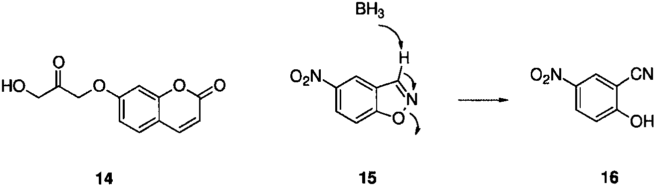 1.2.4 烯醇化酶探針